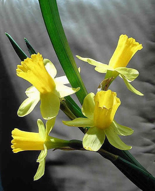 n_narcis 0570.jpg